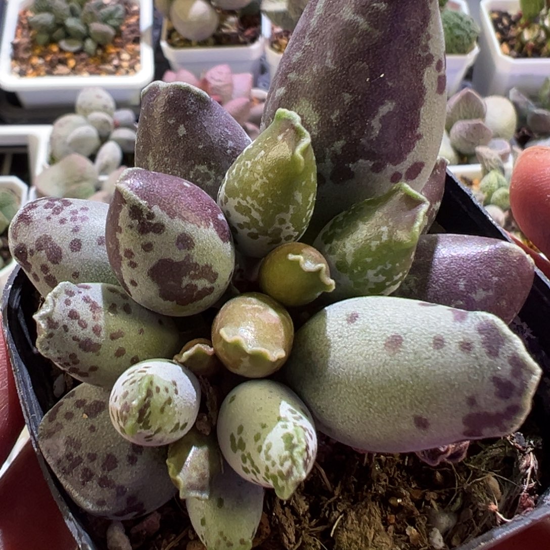 阴阳头海豹多肉植物水泡