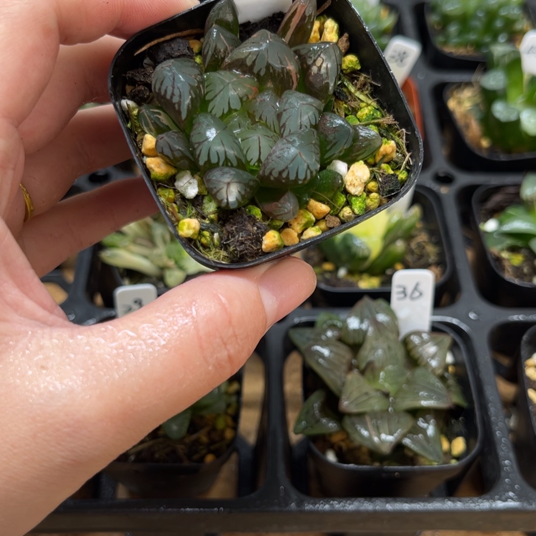 26红太阳雨露锦一物一拍