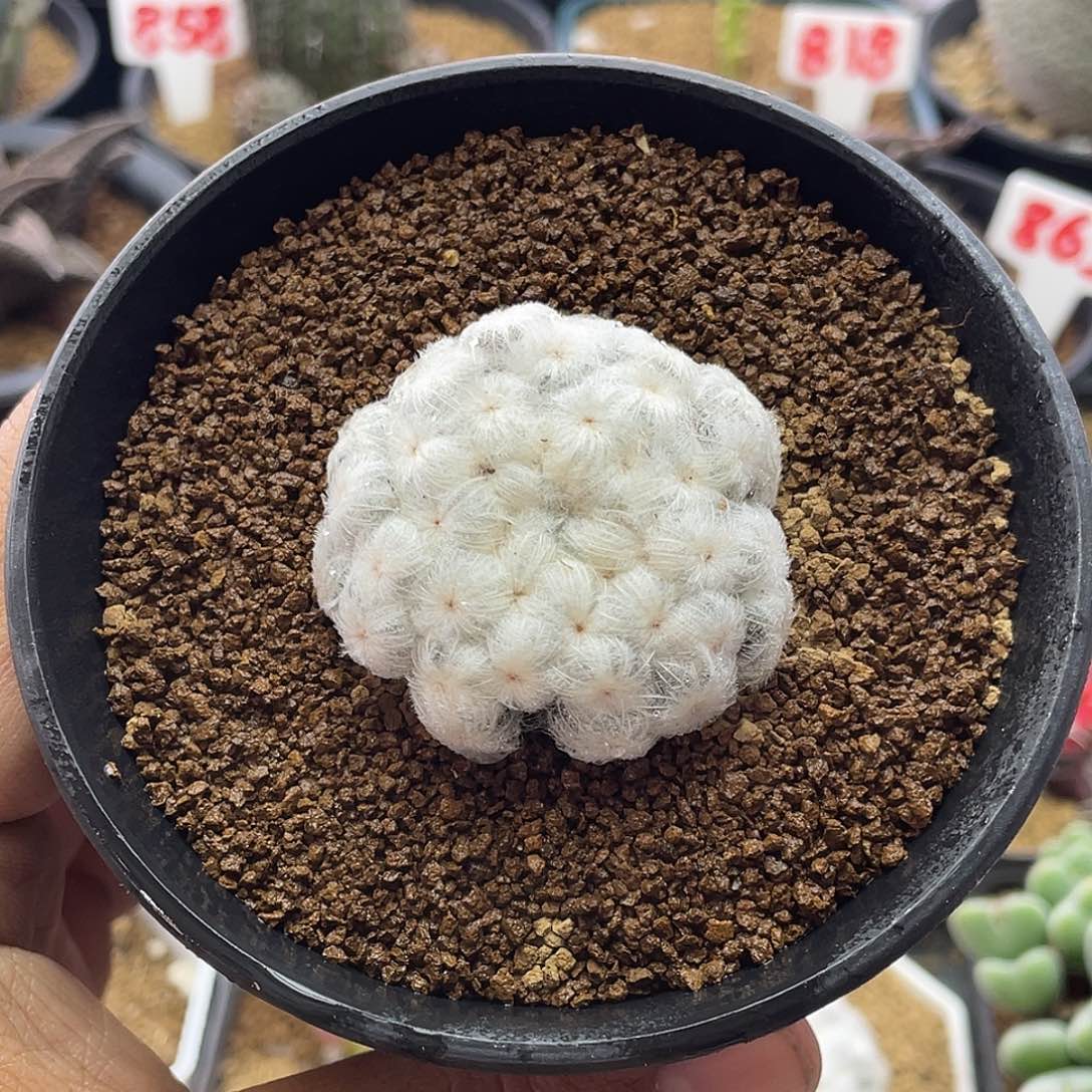 日系高绒超白降落伞白星