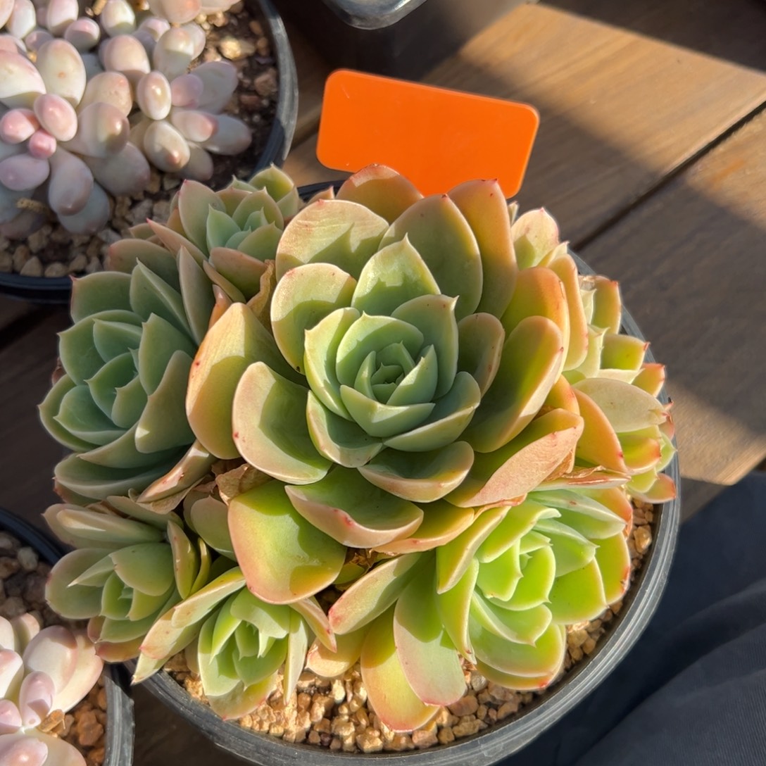 星娜塔111111111111