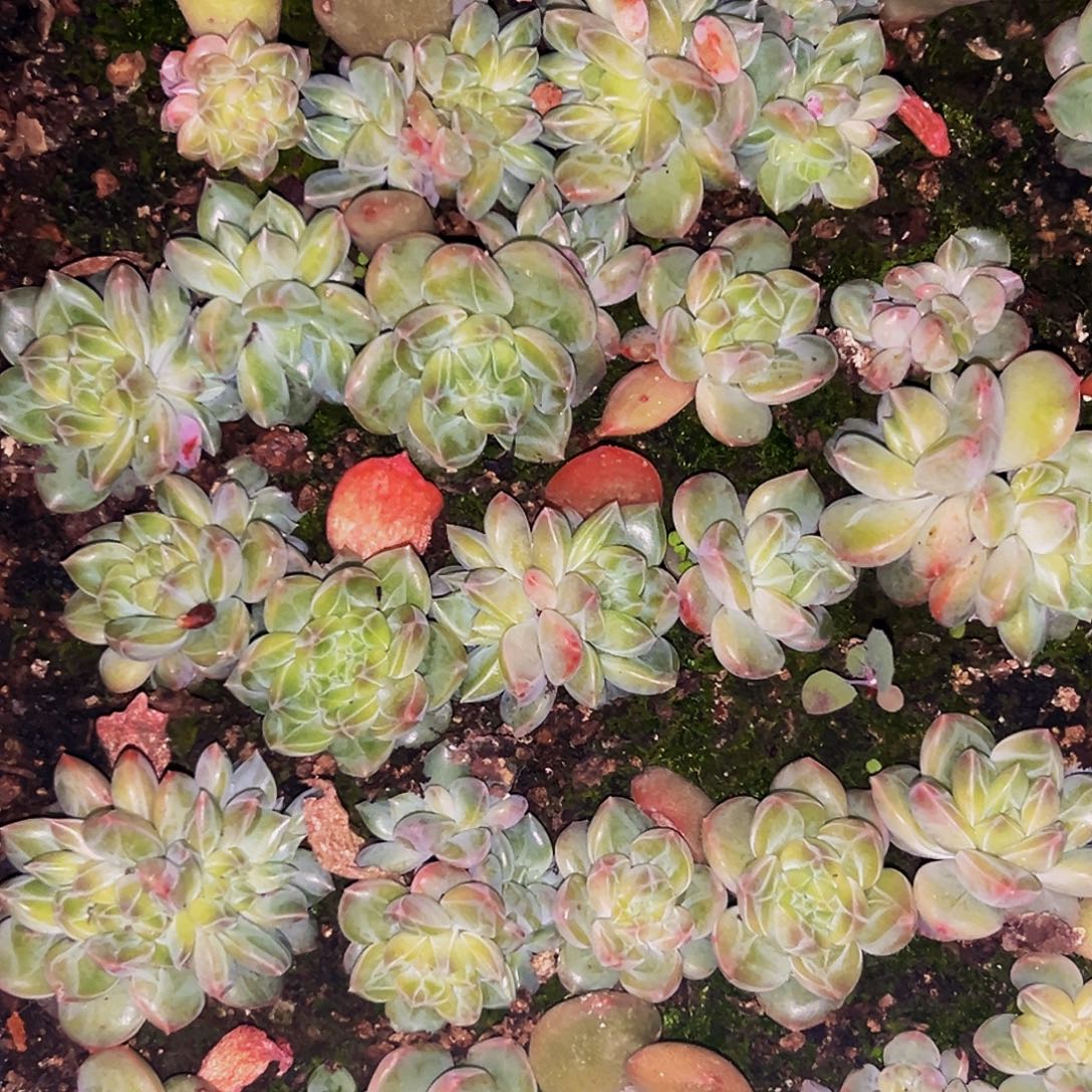 10颗 桔云多肉美人