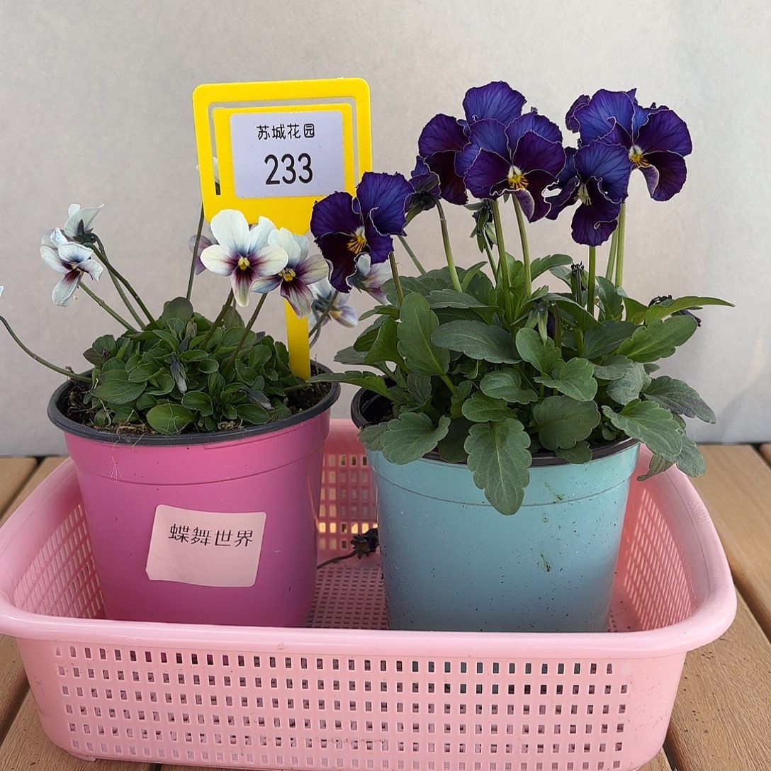 大部分开放少量花苞233