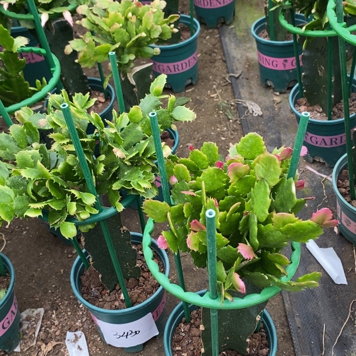 丫***Y完全开放037黄色重瓣