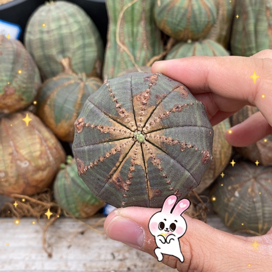 欧系实生布纹球多肉植物