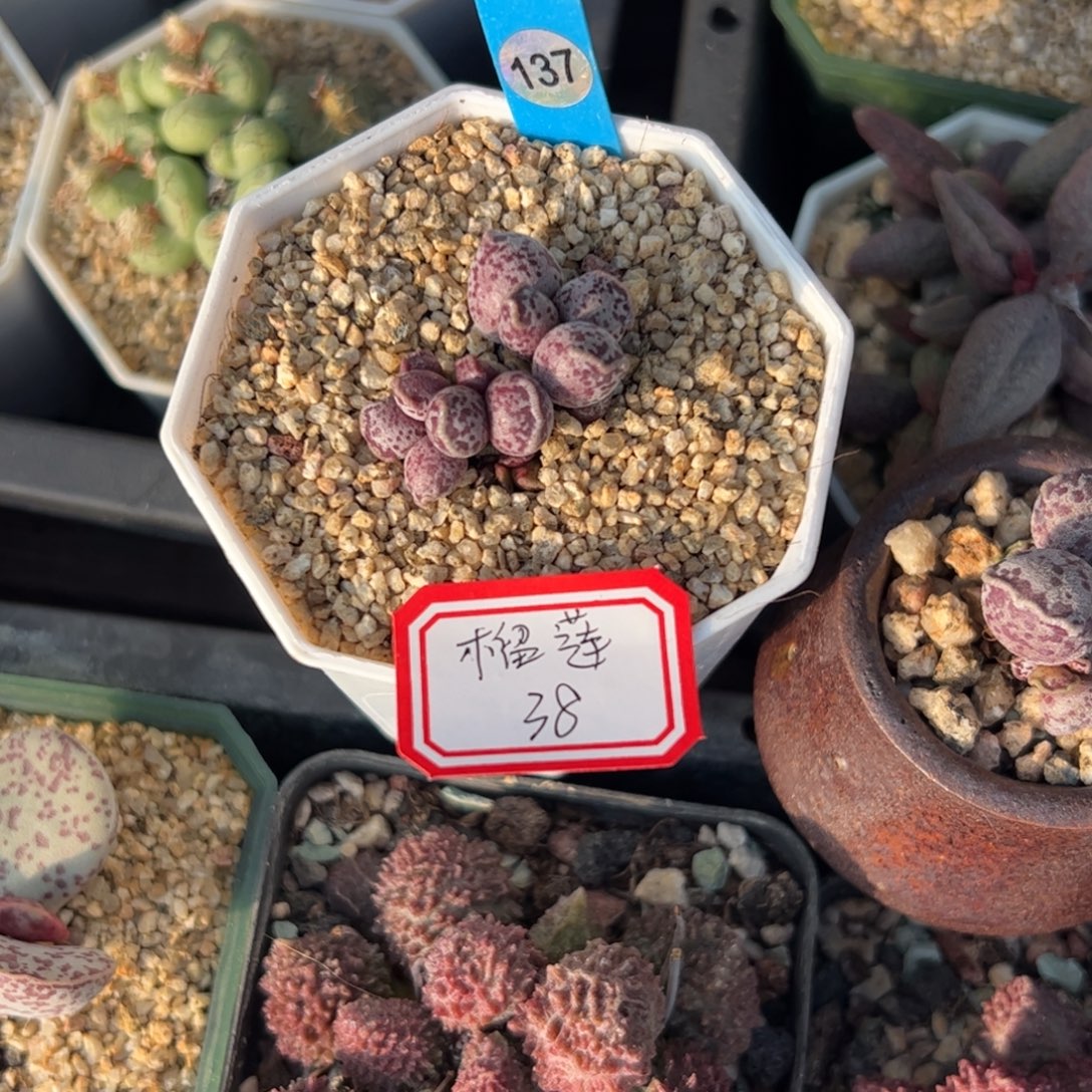 多肉植物多肉植物