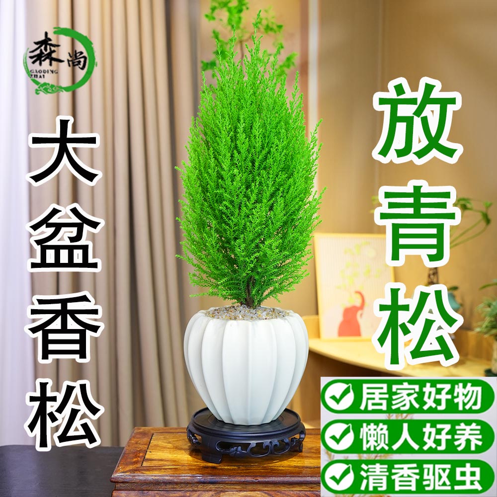 大盆香松金冠柏盆栽客厅办公室内桌面绿植摆件耐寒植物好养香花卉