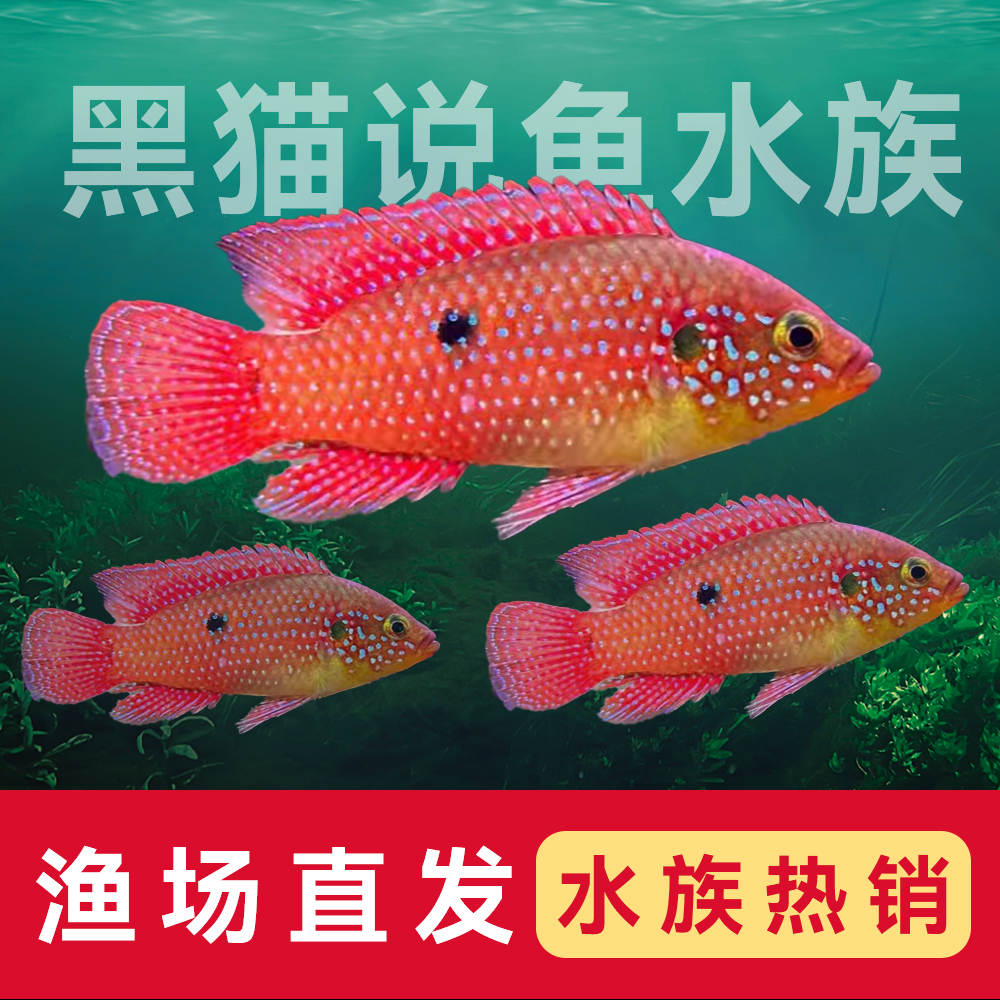红宝石鱼三湖慈鲷热带观赏鱼苗血钻小型好养淡水鱼宠物活鱼短鲷鱼