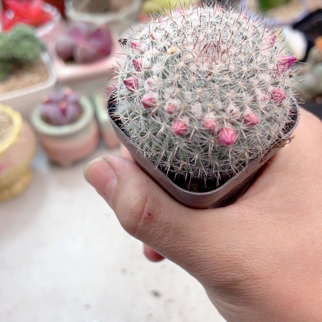 玉稳仙人球多肉1111