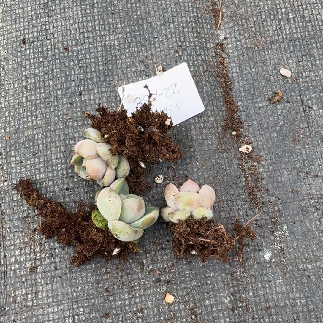 皮艾拉珍妮特树种量拍三颗22-88