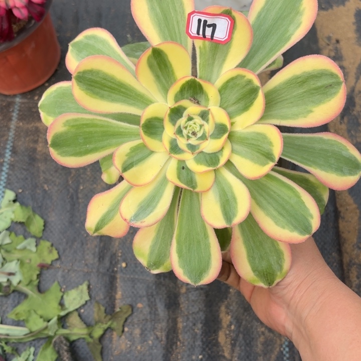 王妃法师多肉117