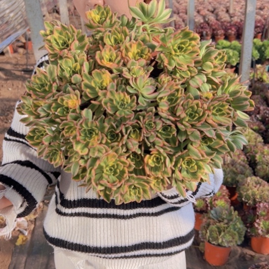 大甜茶一颗包邮福利