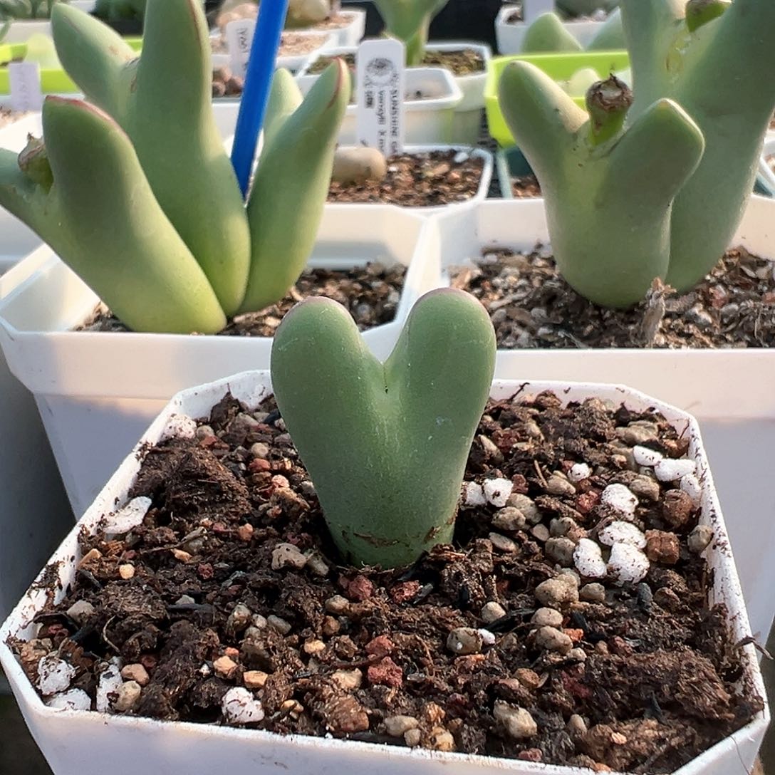 陈*多肉肉锥 圆耳少将