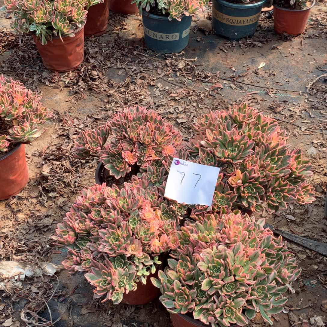 77多肉植物盆栽植物
