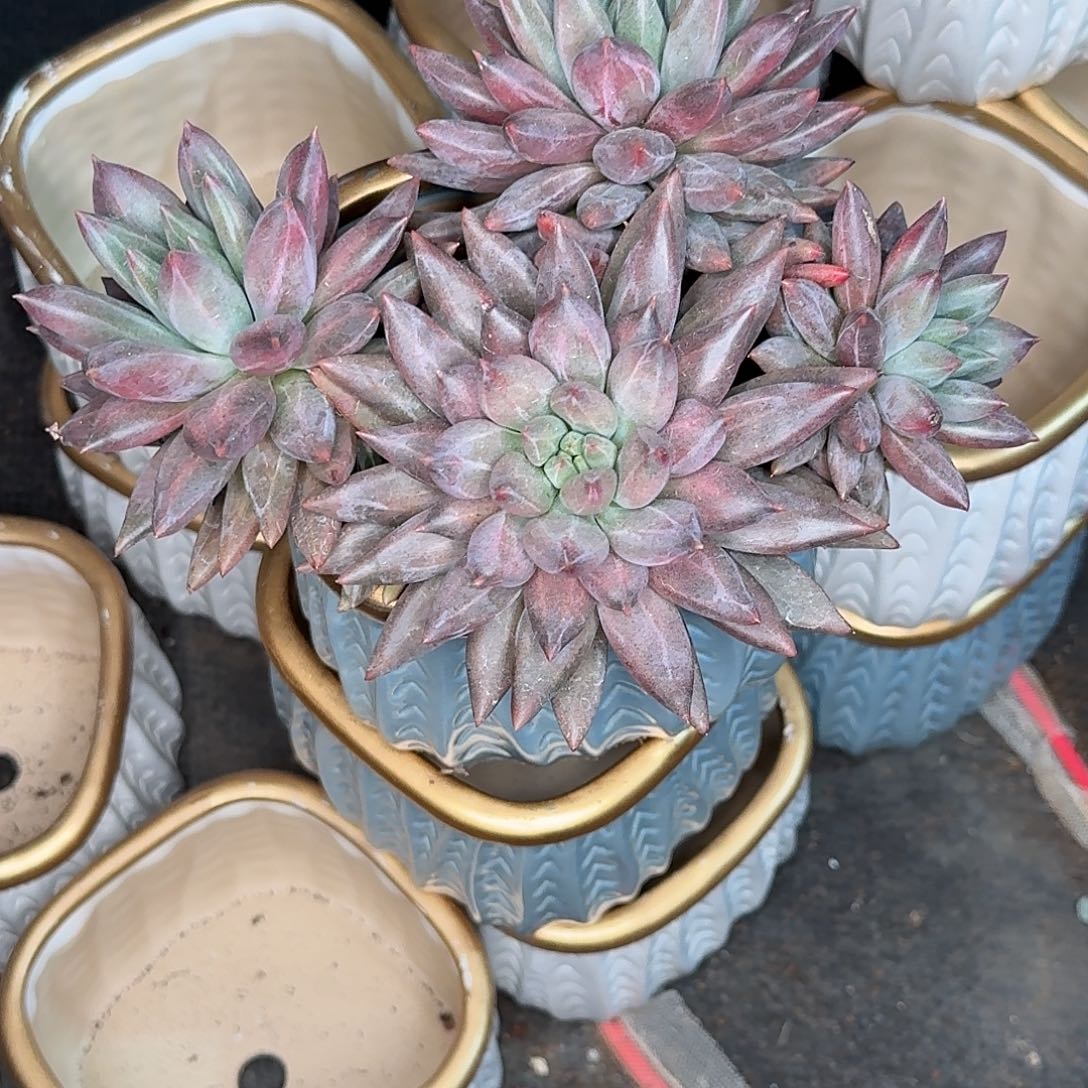 三***爱四头美人多肉植物寄养