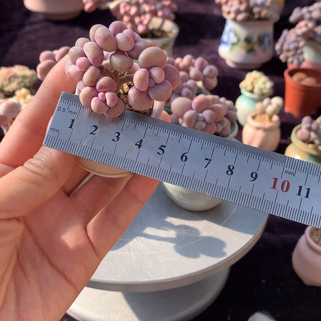 芝**余59号带盆偏远地区不包邮的