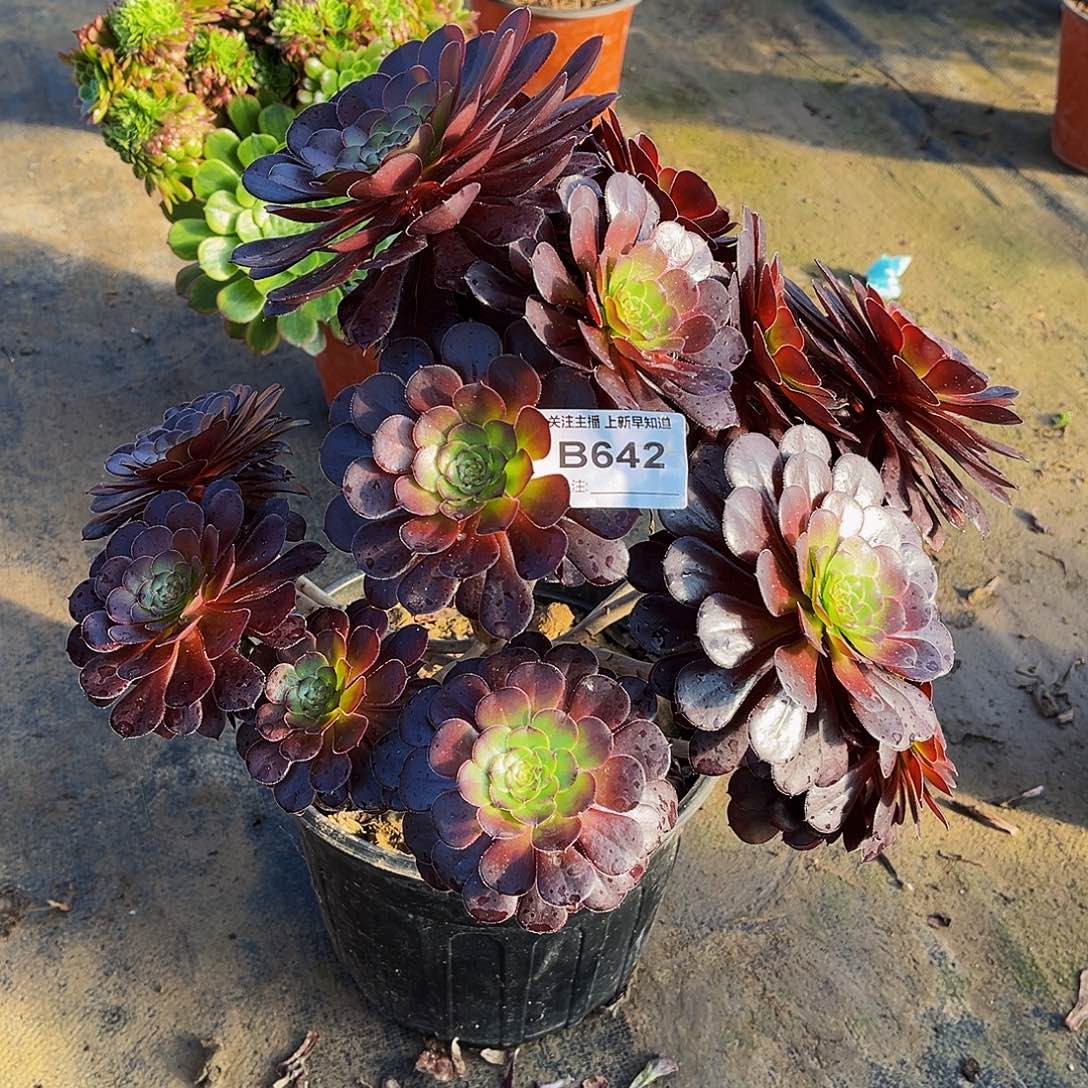 栀**开多肉植物642红铜壶