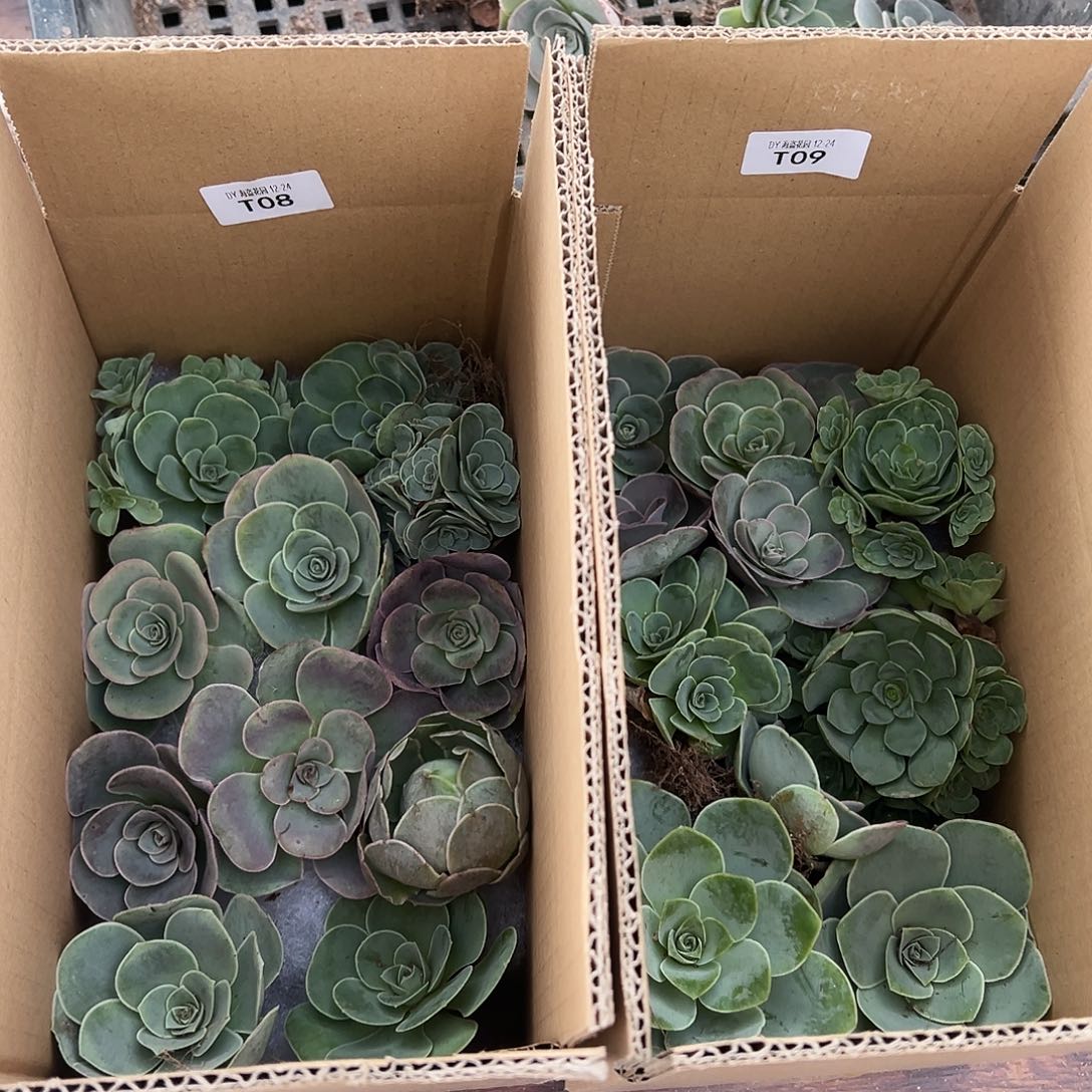 洪***糖糖08.09 多品种两箱山地玫瑰