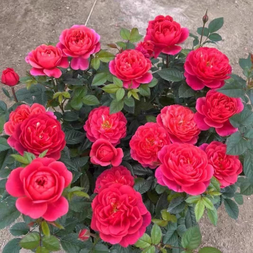 樱桃果汁月季花阳台植物特别勤花四季开花