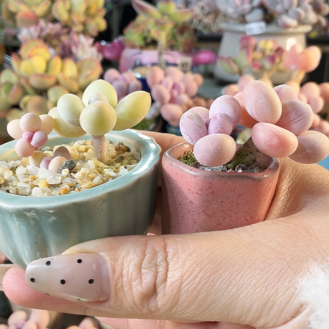 D***麻多肉植物的生长发育和生长发育