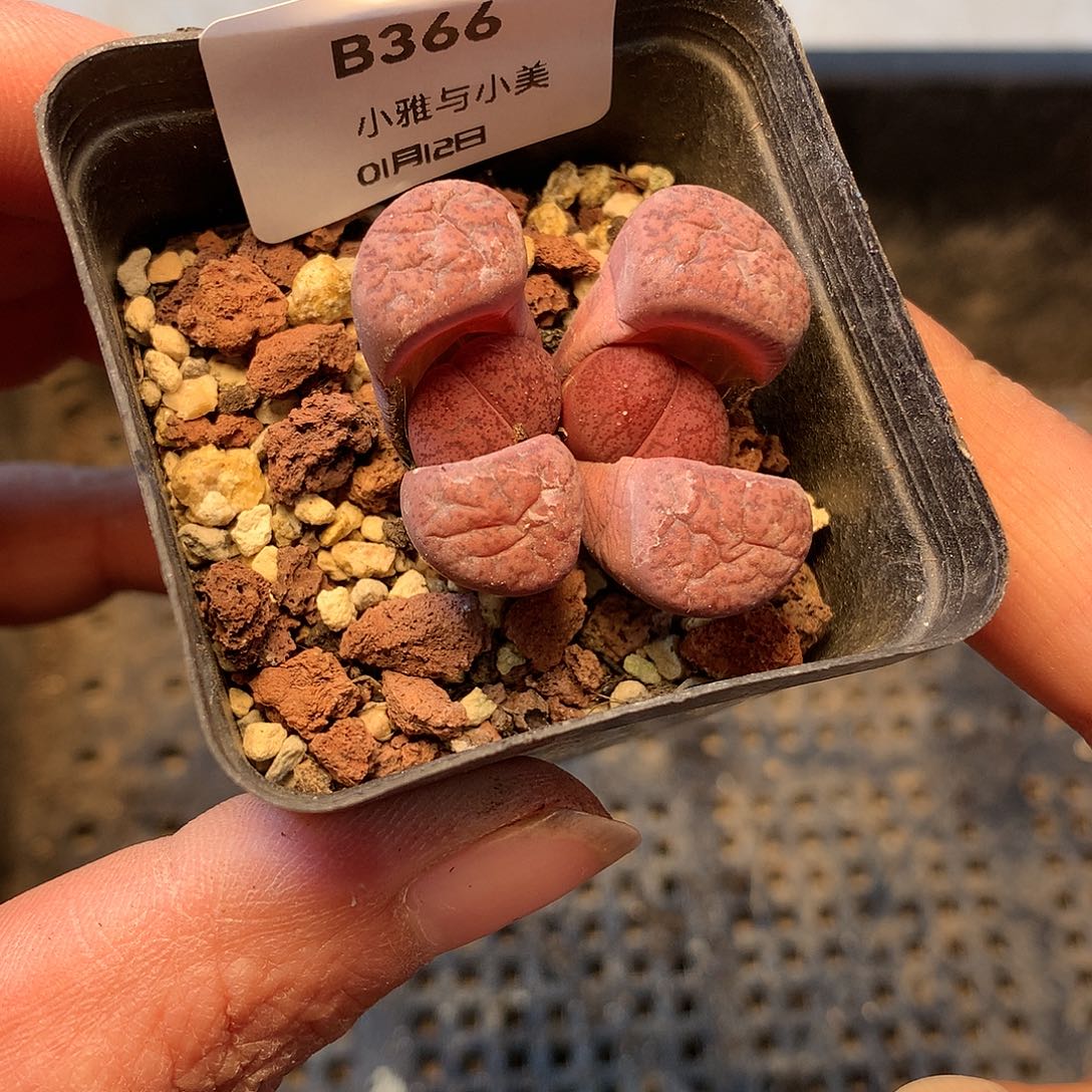 B366多肉植物保护研究所