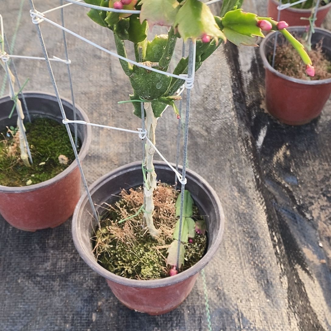 完全开放福利款单层