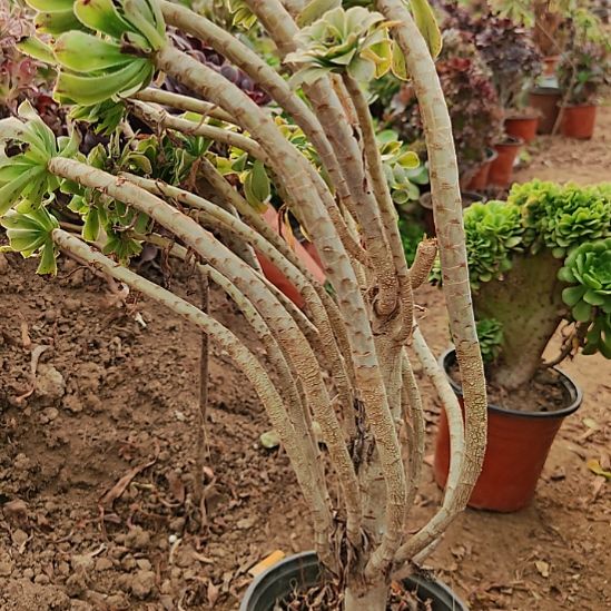 萍***逢原始绿不包售后27