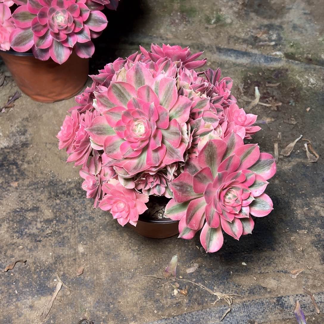 98多肉多肉多肉多肉多肉多肉