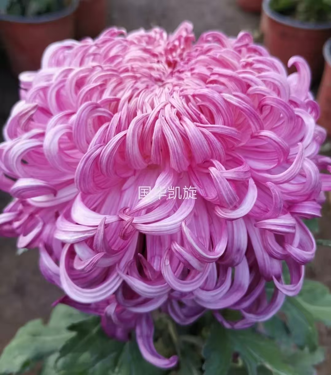 【花苞发货】[国华凯旋]九月菊花苗大型花好养护简单耐寒耐旱