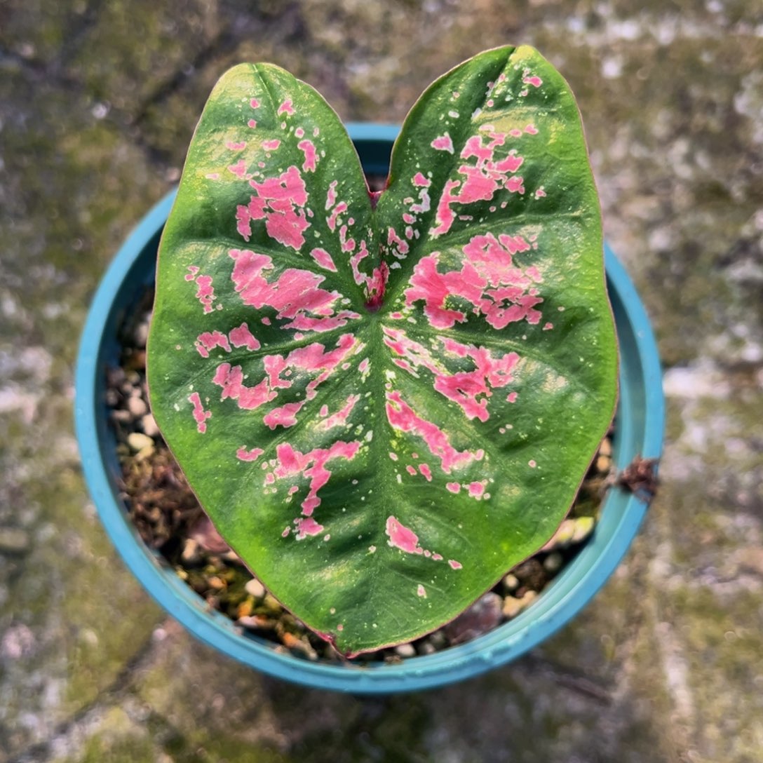 Y***g完全开放9410泰彩