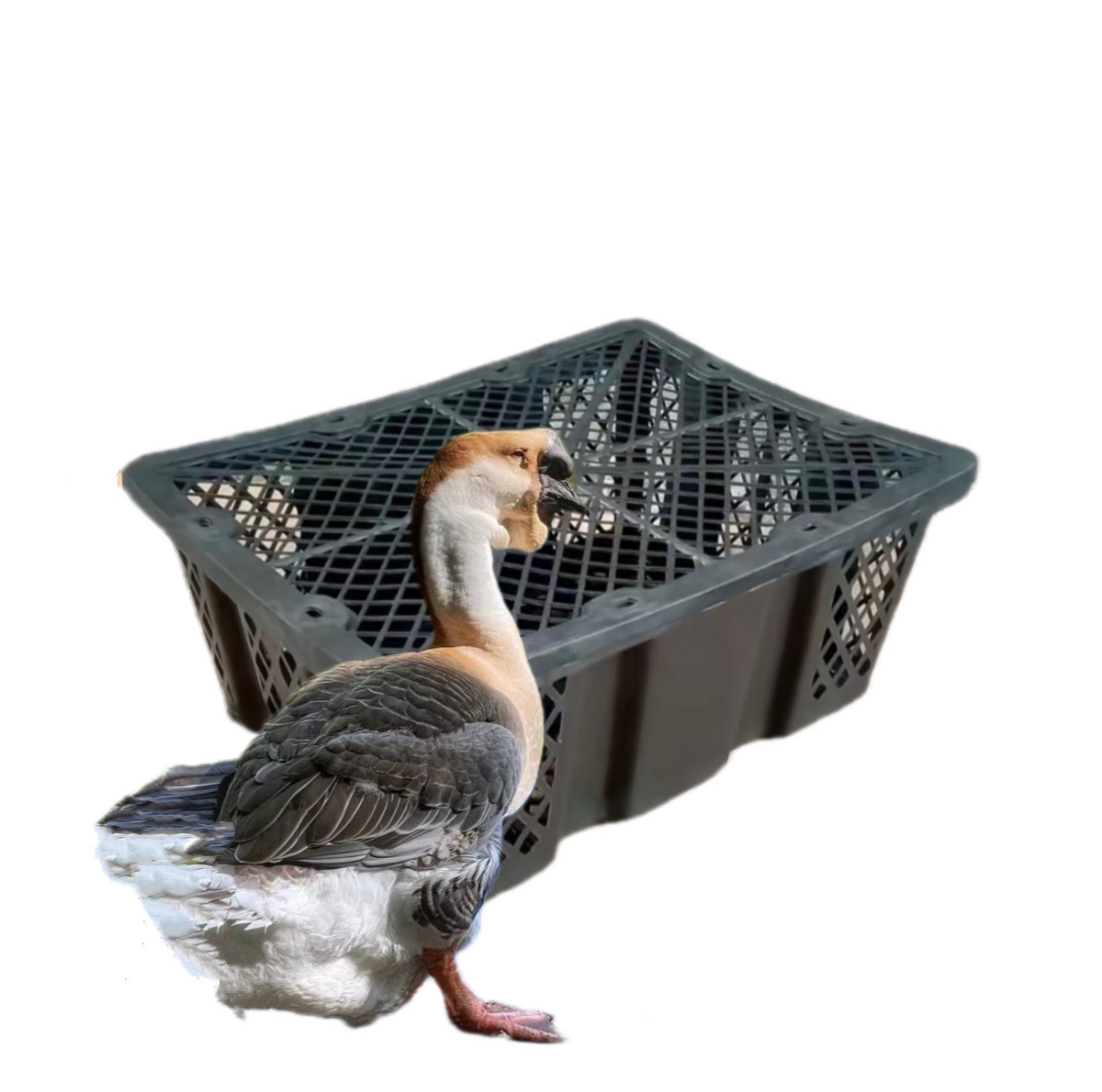 6只筐子周转筐塑料筐脱温发货框