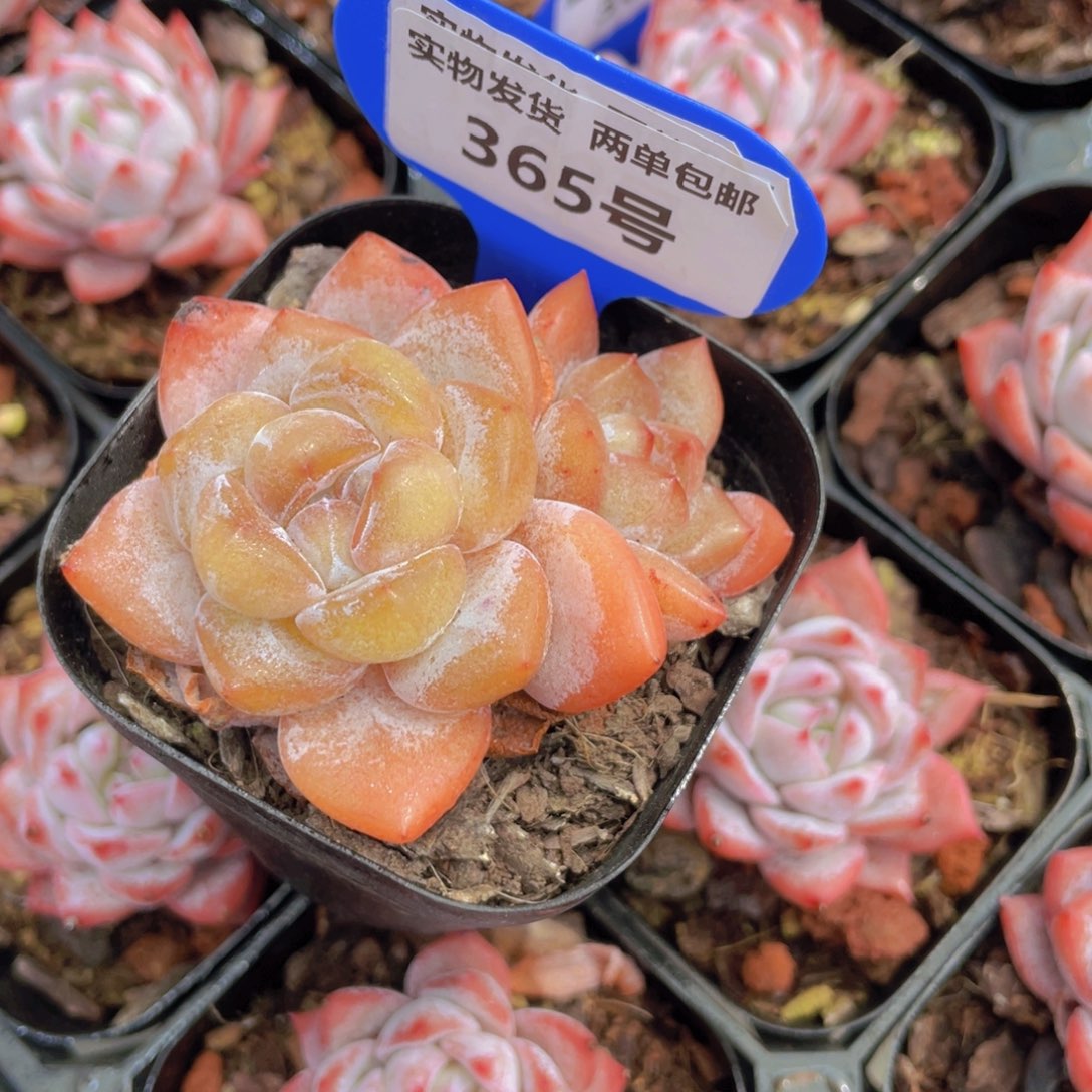 365号 全状态大白兔双头一个