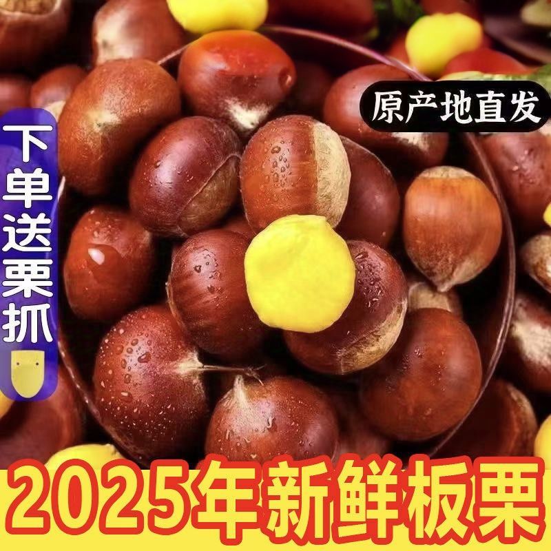 丹东板栗大果生板栗单果坏果包赔2025新果不难剥皮非油栗锥栗