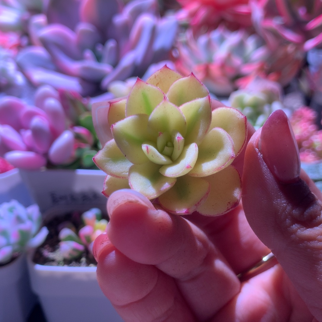 丹尼尔宽覆轮锦有杆子