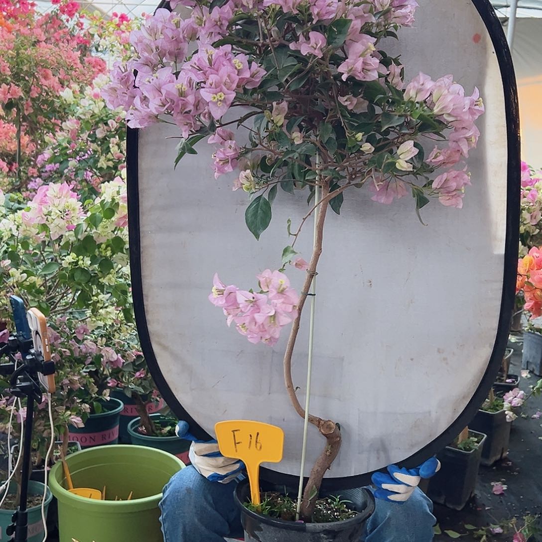 暗***潇大部分花苞少量开放F16丽娜