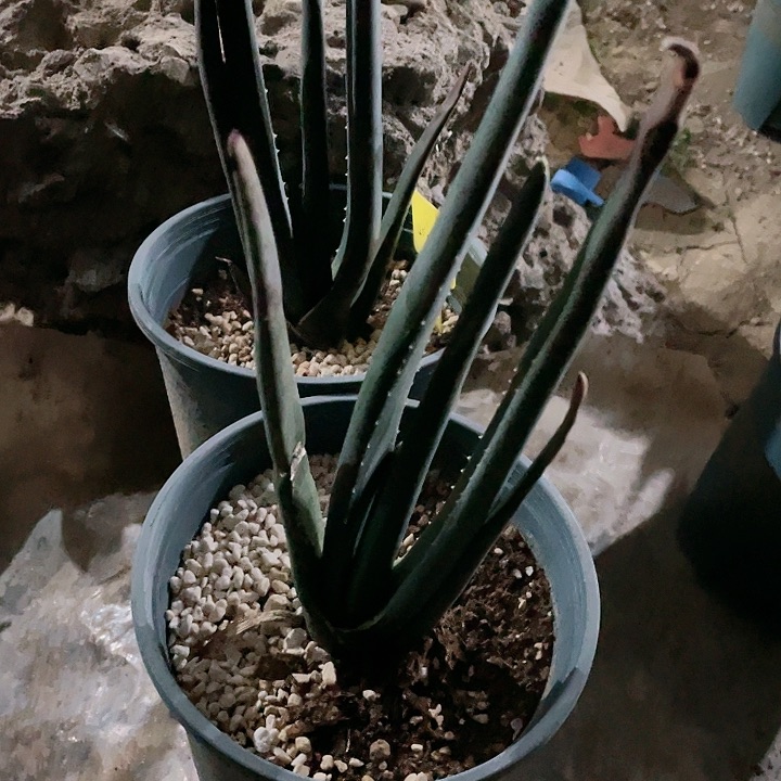 小***嘛芦荟芦荟索赞芦荟包邮包邮