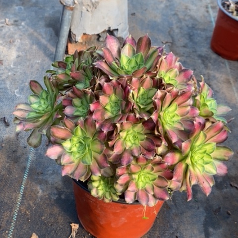 韶华多肉植物023