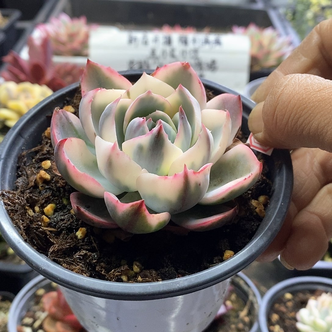 24127阿美星腹轮锦多肉