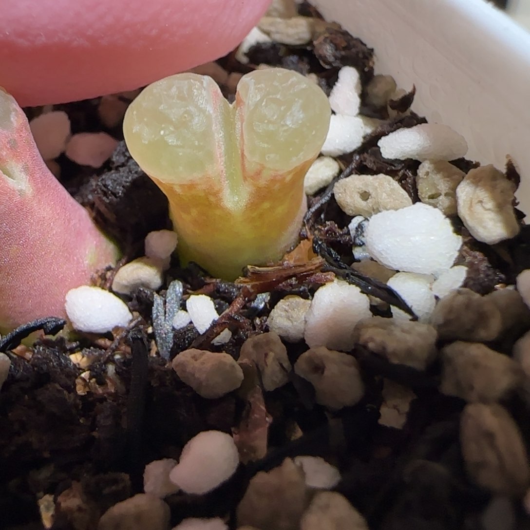 肉锥多肉植物百科25-粉樱532