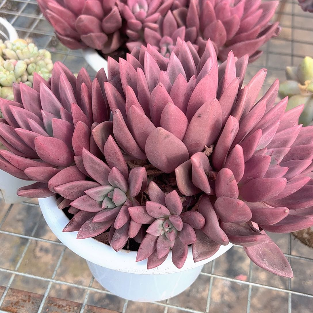 桃花源三大头起发超级大精品