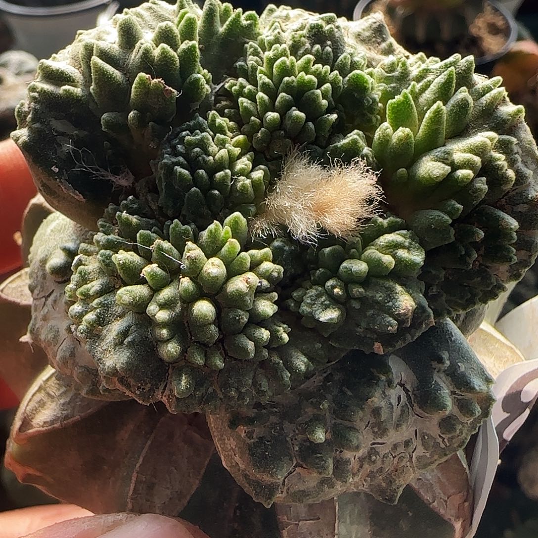 大尤哥怒082仙人球开花