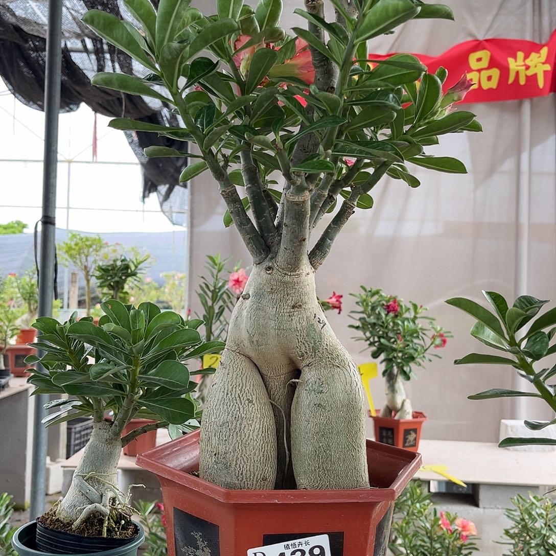 完全开放439果子露