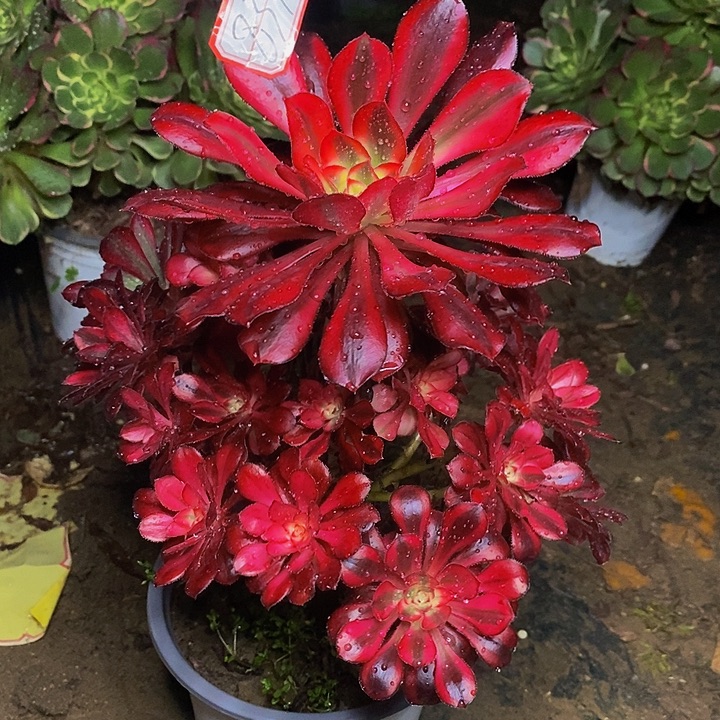 丽娜老桩捧花837号