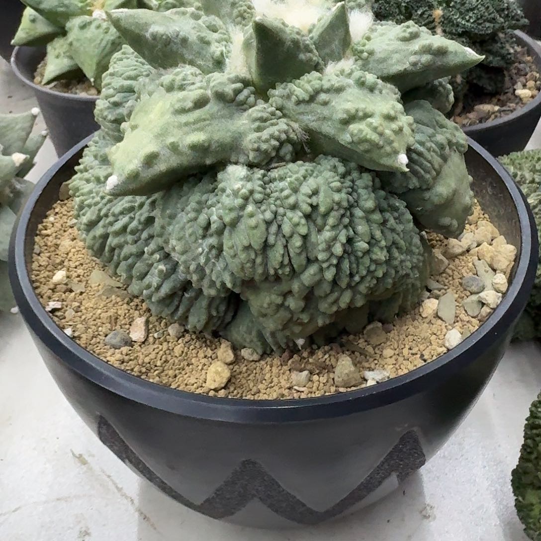 鞍***狼自根怒涛牡丹仙人球