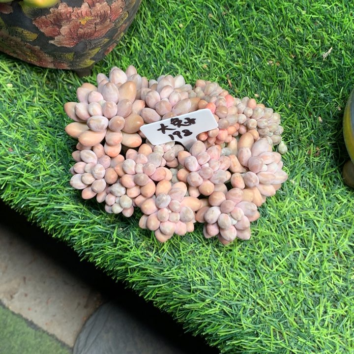 粉料大群平头多肉发货