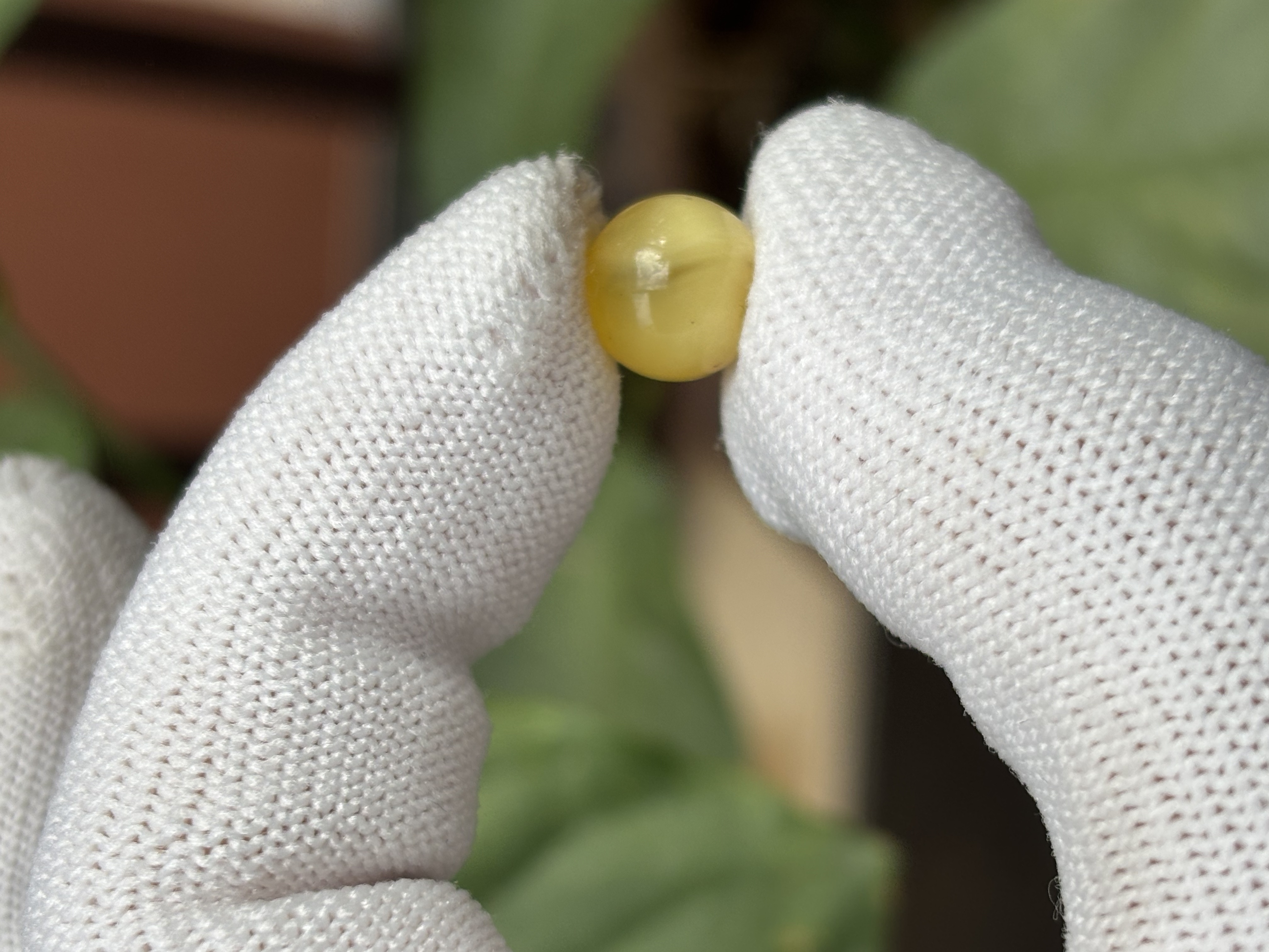 5312天然蜜蜡琥珀微瑕圆珠9.5mm