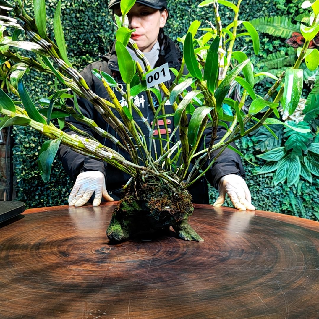 【闪购商品】001扭瓣花花