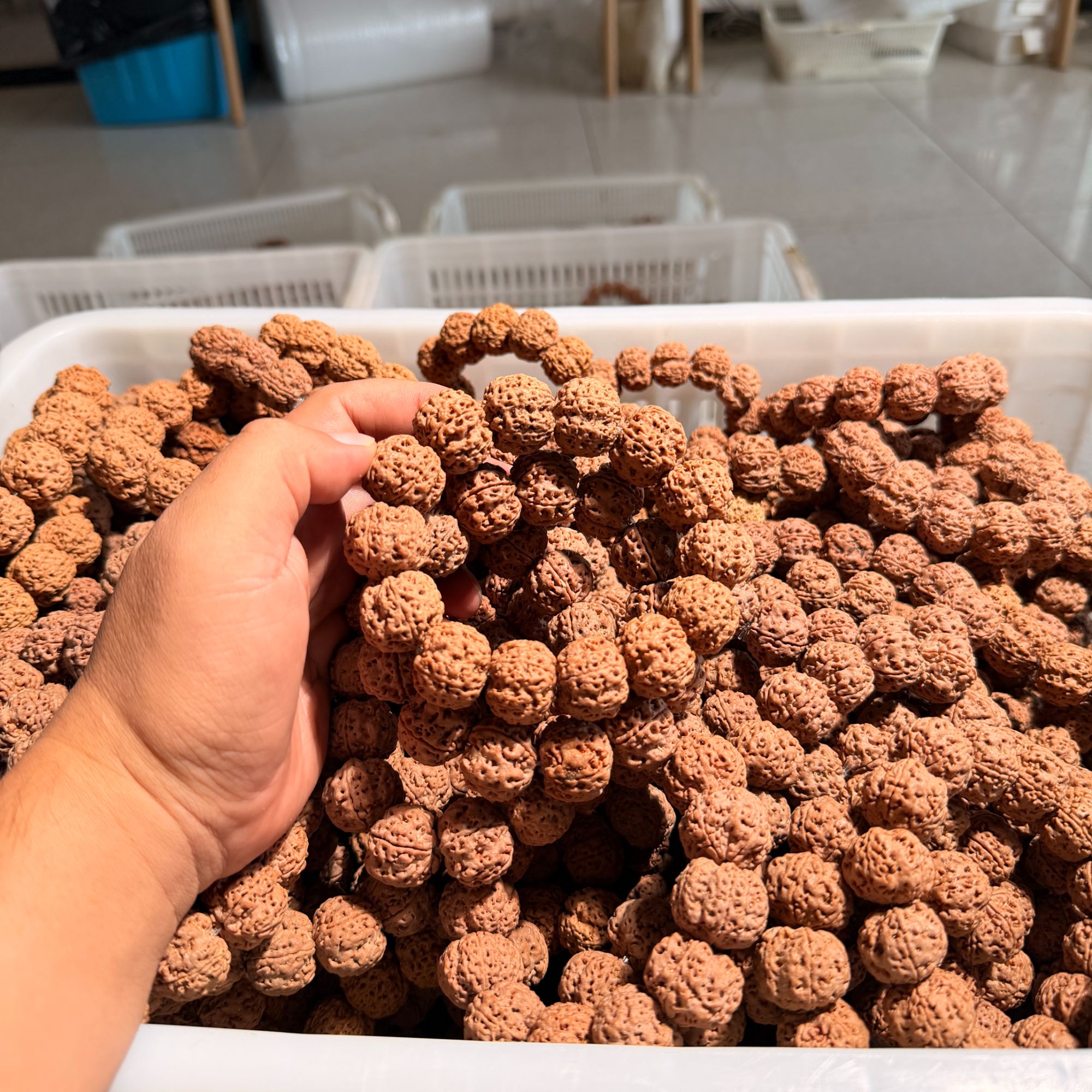 大金刚13号古龙梅花 尺寸可选