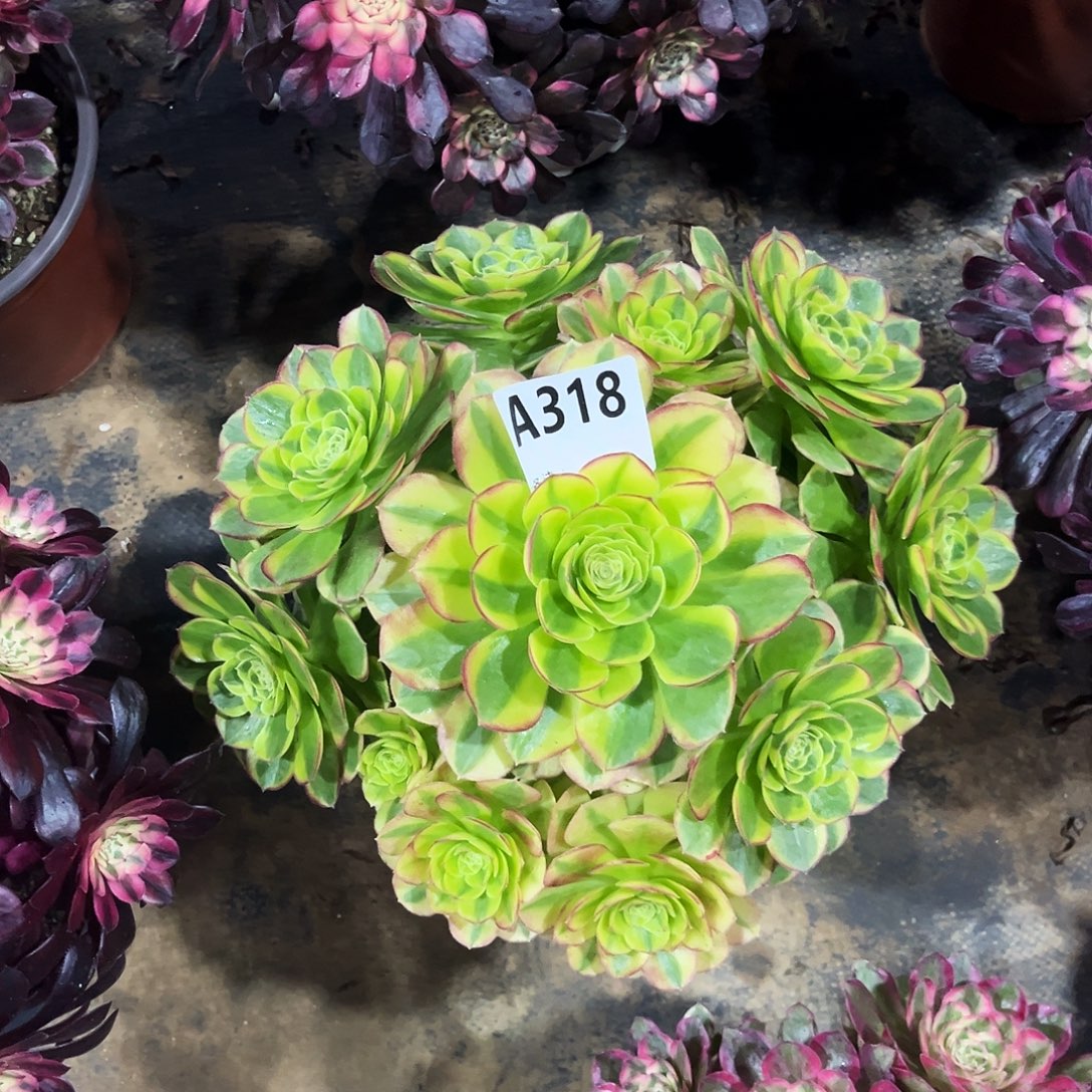 多肉植物奶白锦318多肉