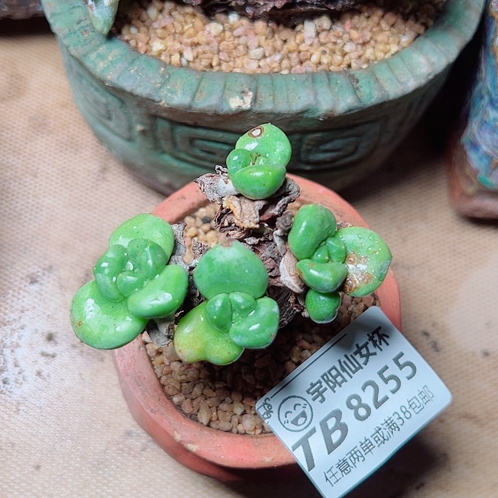 8255青刚苹果叶仙女杯多肉