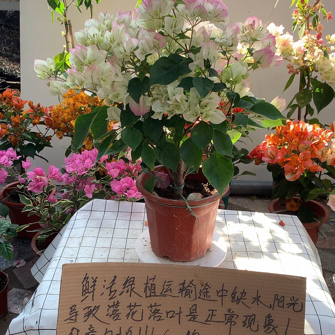 完全开放绿樱三角梅